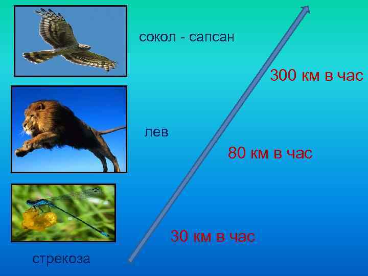   сокол - сапсан       300 км в