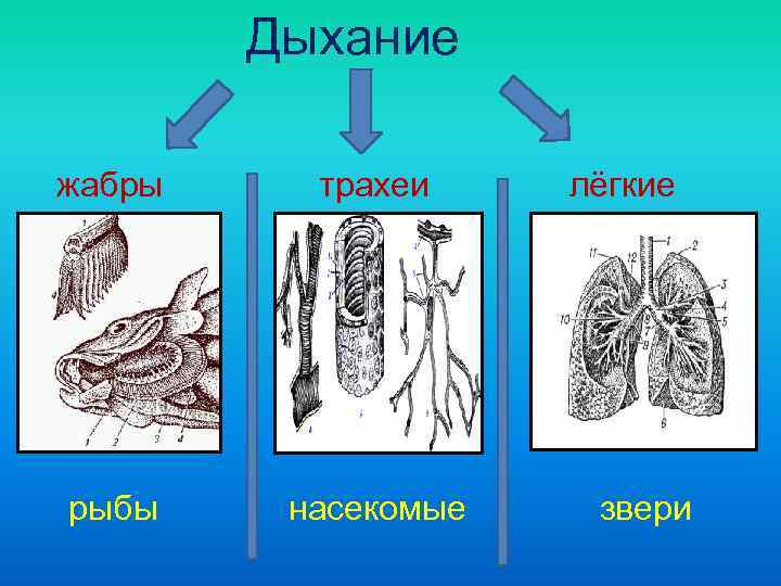   Дыхание  жабры трахеи лёгкие рыбы насекомые  звери 