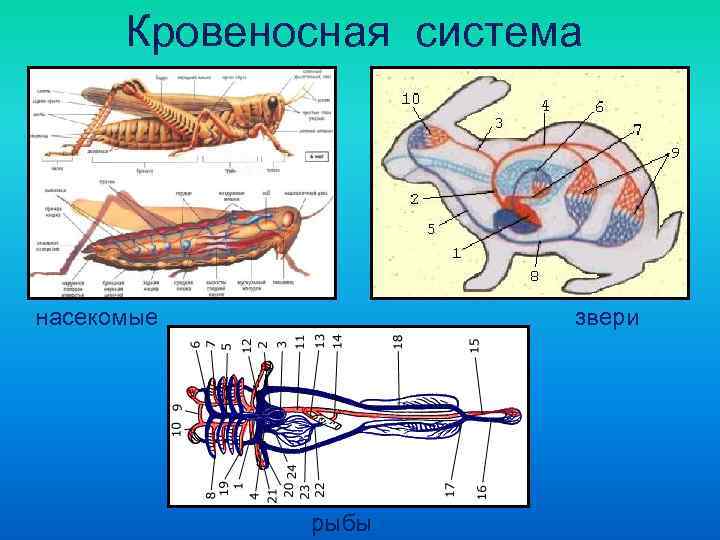  Кровеносная система насекомые    звери    рыбы 