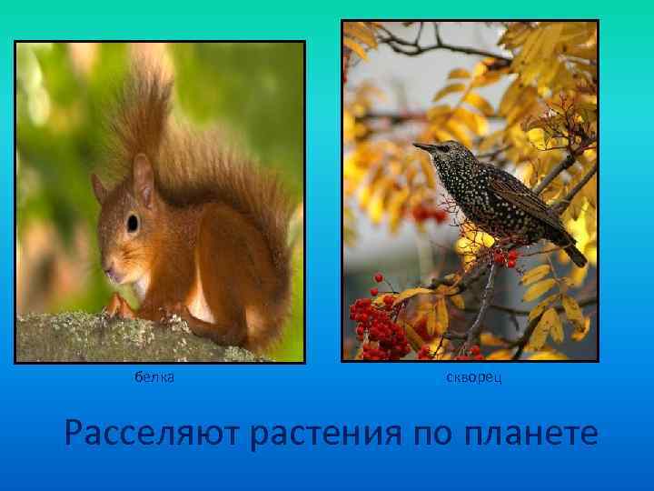   белка  скворец  Расселяют растения по планете 