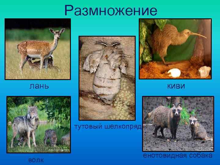   Размножение лань     киви  тутовый шелкопряд  