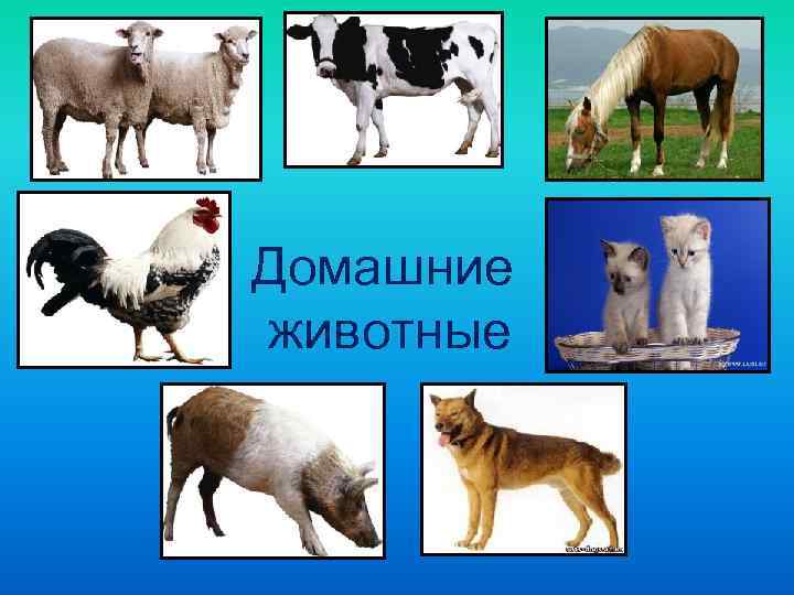 Домашние животные 