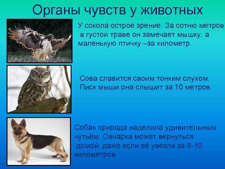 Органы чувств у животных  У сокола острое зрение. За сотню метров  в