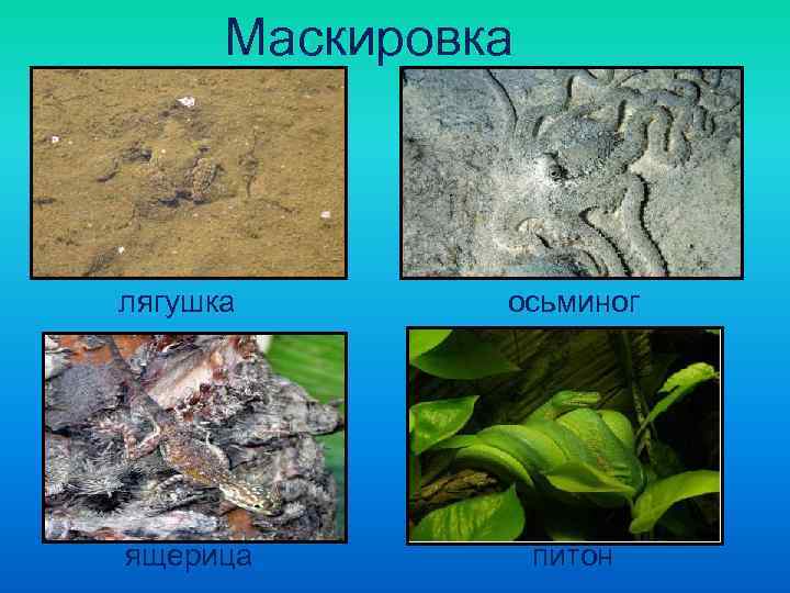  Маскировка   лягушка  осьминог ящерица    питон 