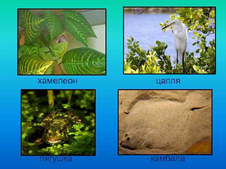 хамелеон  цапля лягушка  камбала 