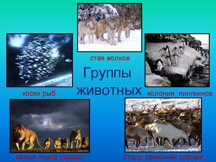      стая волков    Группы  косяк рыб