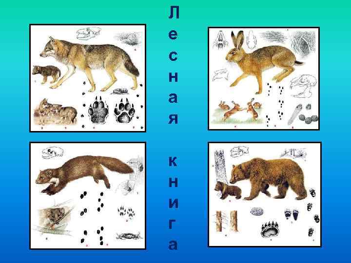 Л е с н а я к н и г а 