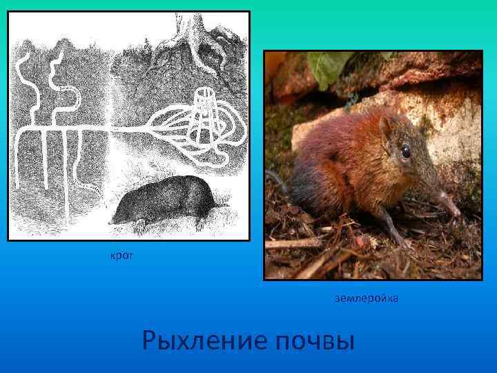 крот     землеройка   Рыхление почвы 