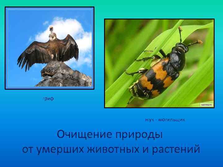   гриф    жук - могильщик   Очищение природы от