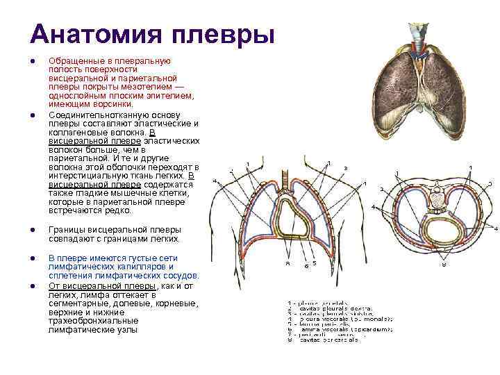 Синусы плевры картинка