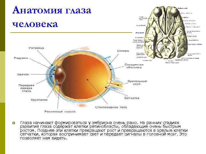 Анатомия глаза человека p  Глаза начинают формироваться у эмбриона очень рано. На ранних