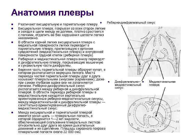 Отделы плевры