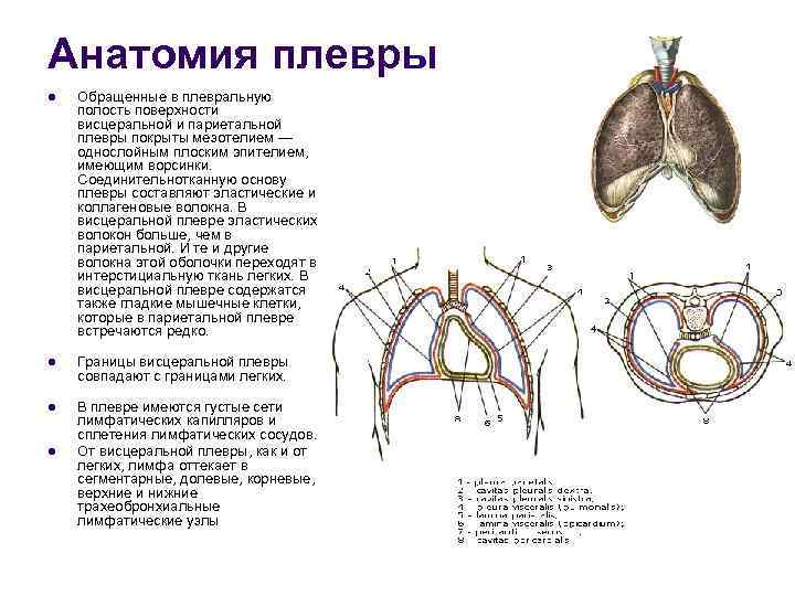 Отделы плевры