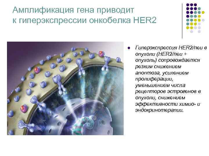 Амплификация гена приводит к гиперэкспрессии онкобелка HER 2 l Амплификация гена приводит к гиперэкспрессии онкобелка HER 2 l