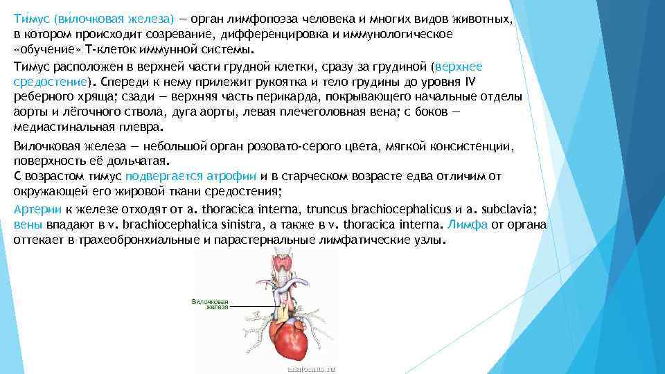 Ти мус (ви лочковая железа) — орган лимфопоэза человека и многих видов животных, в