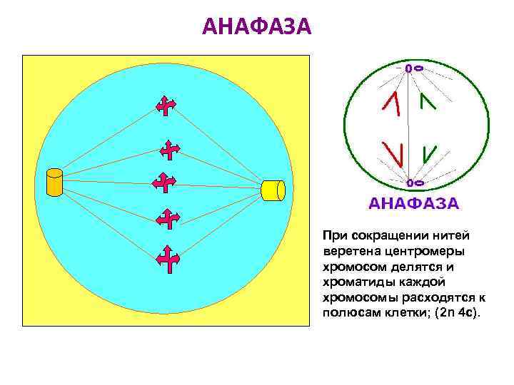 АНАФАЗА    При сокращении нитей  веретена центромеры  хромосом делятся и