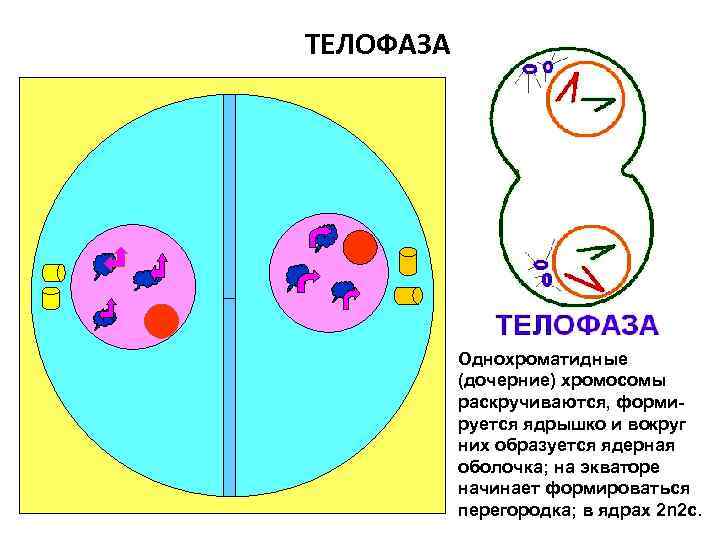 ТЕЛОФАЗА    Однохроматидные  (дочерние) хромосомы  раскручиваются, форми-  руется ядрышко