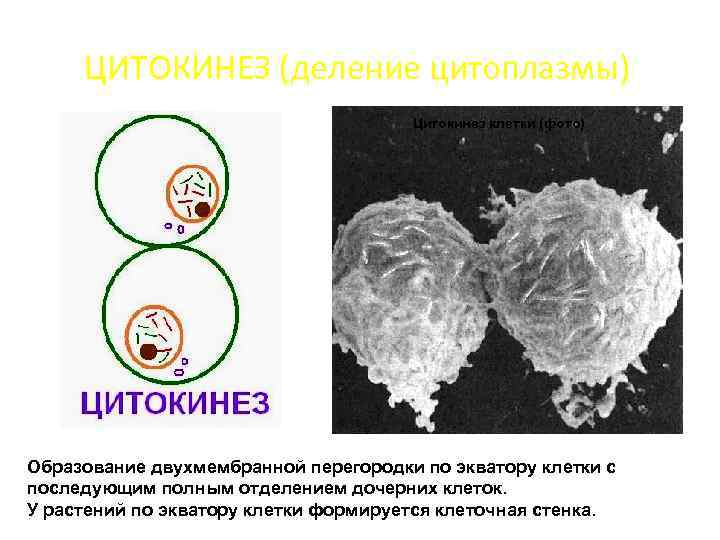  ЦИТОКИНЕЗ (деление цитоплазмы)    Цитокинез клетки (фото) Образование двухмембранной перегородки по