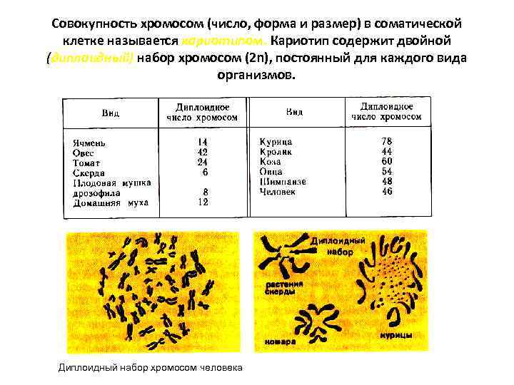  Совокупность хромосом (число, форма и размер) в соматической  клетке называется кариотипом. Кариотип
