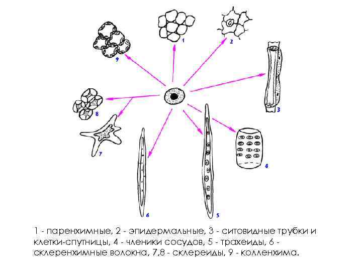 1 - паренхимные, 2 - эпидермальные, 3 - ситовидные трубки и клетки-спутницы, 4 -