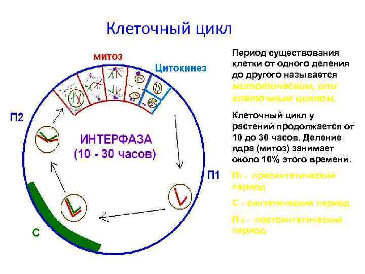 Клеточный цикл   Период существования   клетки от одного деления  