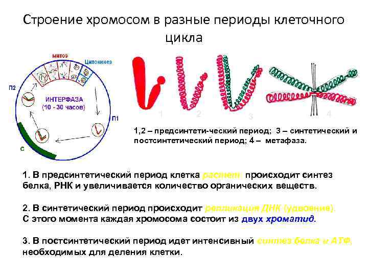 Строение хромосом в разные периоды клеточного     цикла   