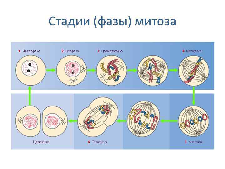 Жизненный цикл митоза и мейоза