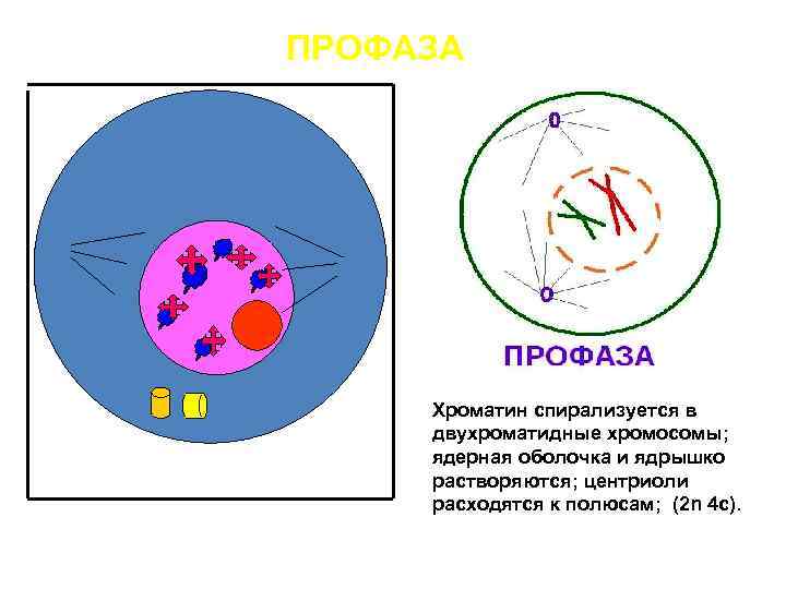 Двухроматидные хромосомы. Хроматин в профазе. Профаза однохроматидные двухроматидные. Профаза ядерная оболочка. Профаза растворяется ядерная оболочка.