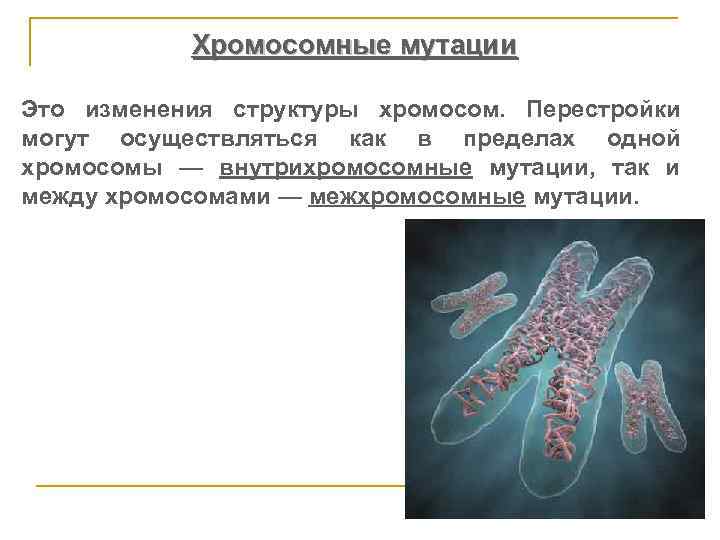  Хромосомные мутации Это изменения структуры хромосом. Перестройки могут осуществляться как в пределах одной