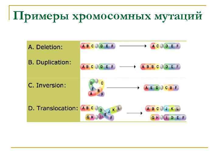 Примеры хромосомных мутаций 