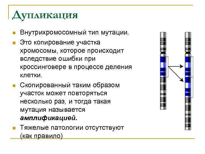 Рассмотрите фотографии хромосомных мутаций делеции инверсии дупликации