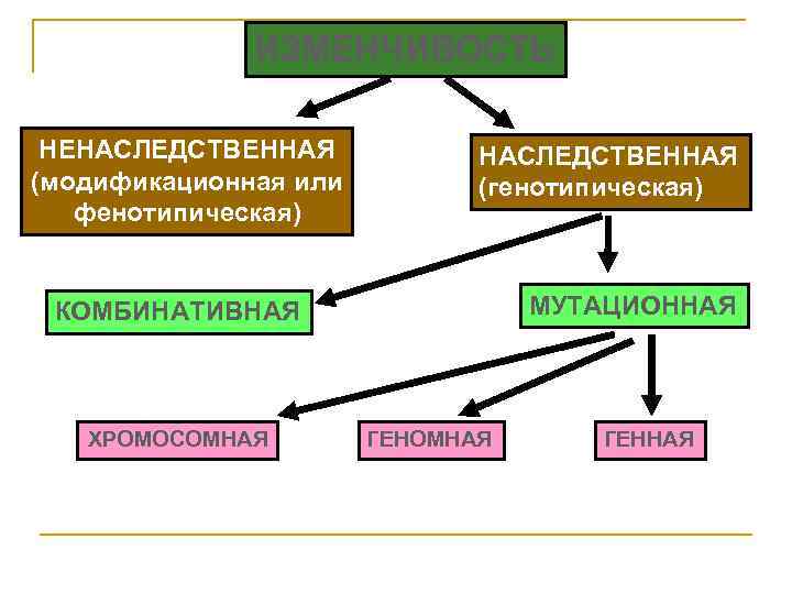  ИЗМЕНЧИВОСТЬ НЕНАСЛЕДСТВЕННАЯ НАСЛЕДСТВЕННАЯ (модификационная или (генотипическая) фенотипическая) КОМБИНАТИВНАЯ МУТАЦИОННАЯ ХРОМОСОМНАЯ ГЕНОМНАЯ ГЕННАЯ 