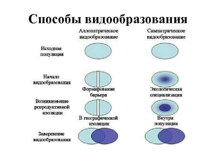 Способы видообразования 