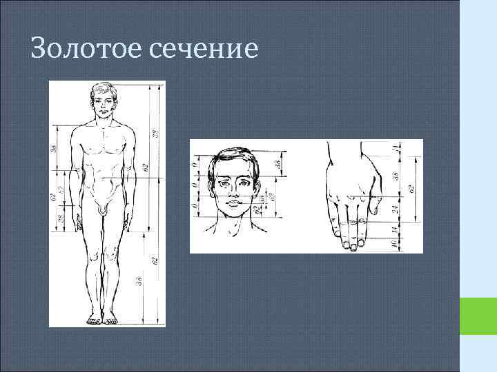 Золотое сечение Золотое сечение