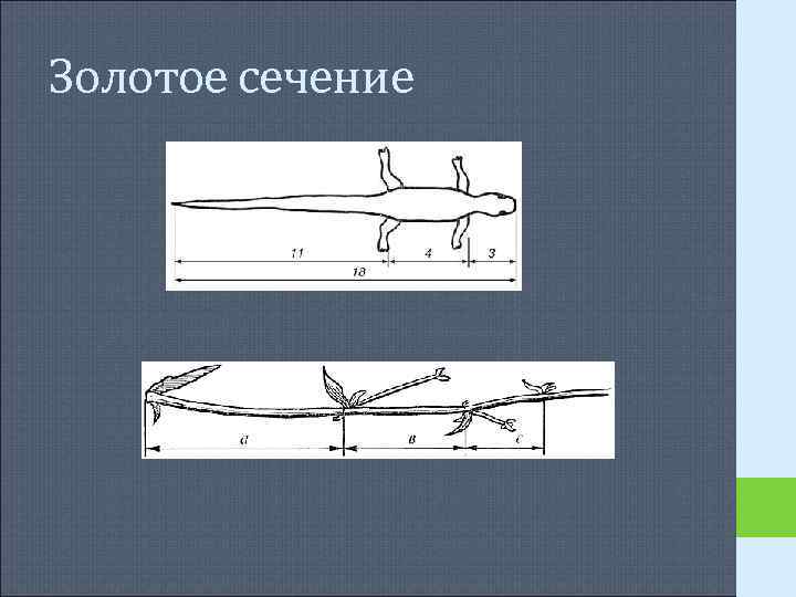 Золотое сечение Золотое сечение