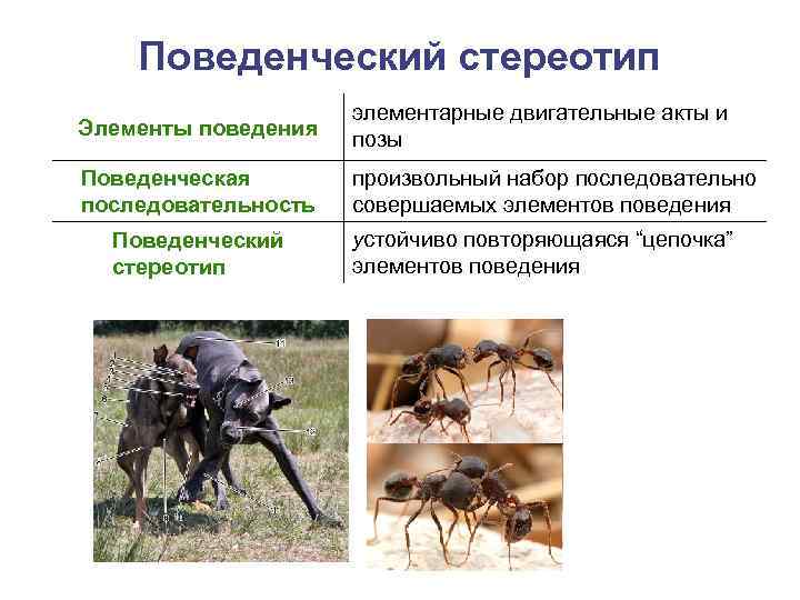   Поведенческий стереотип     элементарные двигательные акты и Элементы поведения