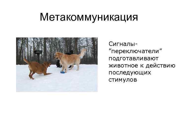 Метакоммуникация   Сигналы-  ”переключатели”   подготавливают   животное к действию
