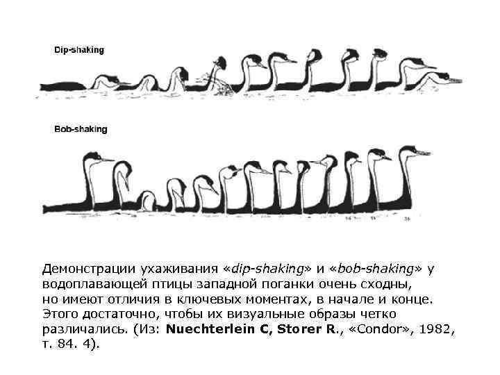 Демонстрации ухаживания «dip-shaking» и «bob-shaking» у водоплавающей птицы западной поганки очень сходны,  но