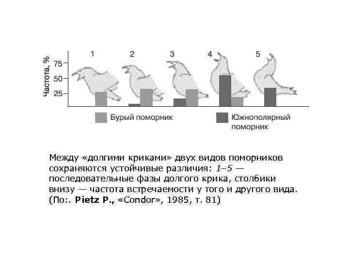 Между «долгими криками» двух видов поморников сохраняются устойчивые различия: 1– 5 — последовательные фазы