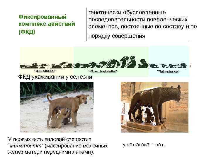       генетически обусловленные Фиксированный  последовательности поведенческих комплекс действий