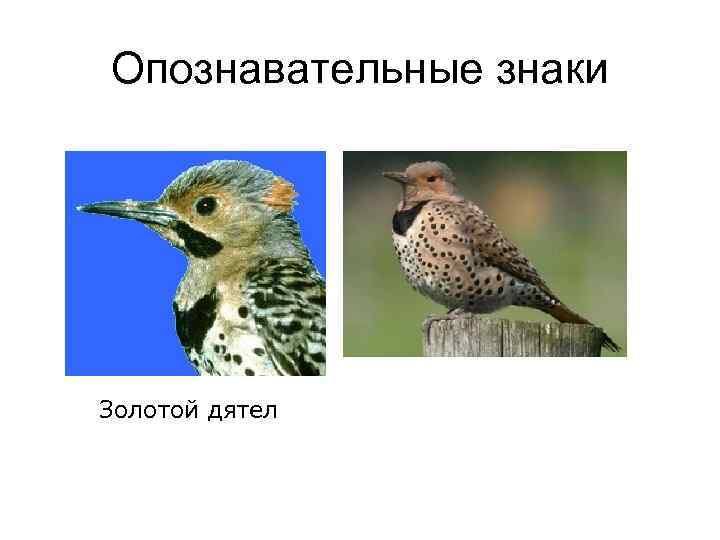 Опознавательные знаки Золотой дятел 