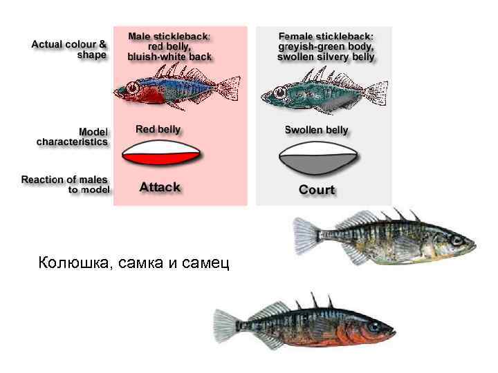 Колюшка, самка и самец 