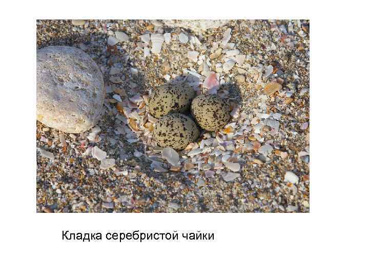 Кладка серебристой чайки 