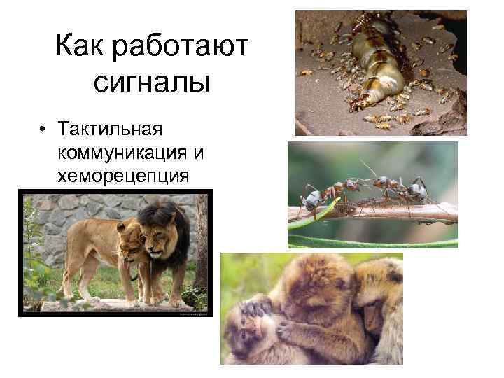  Как работают сигналы • Тактильная  коммуникация и  хеморецепция 