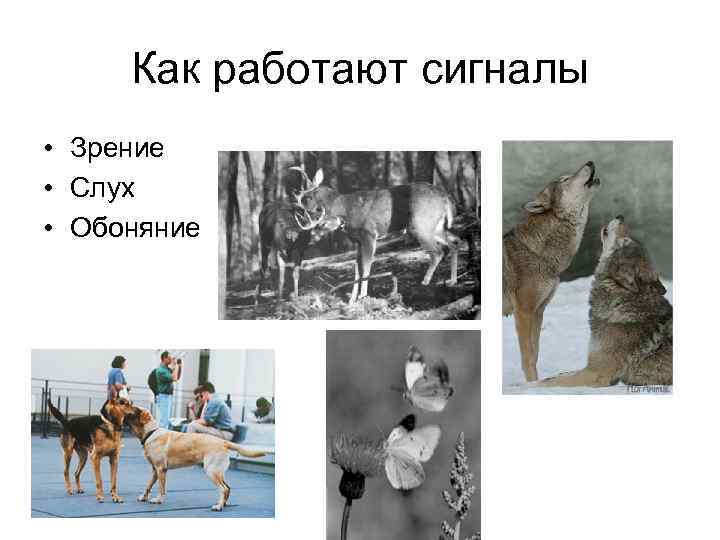  Как работают сигналы • Зрение • Слух • Обоняние 