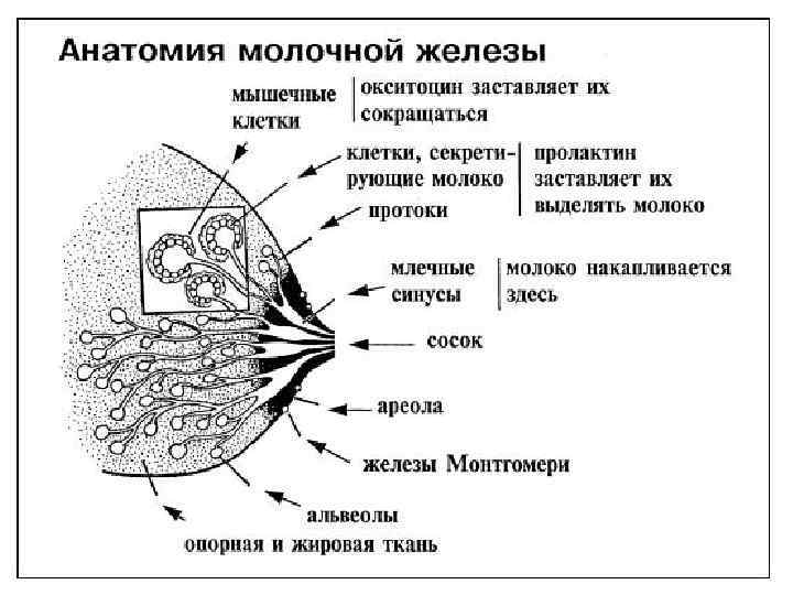 Способствует отделению молока из молочной железы Способствует отделению молока из молочной железы