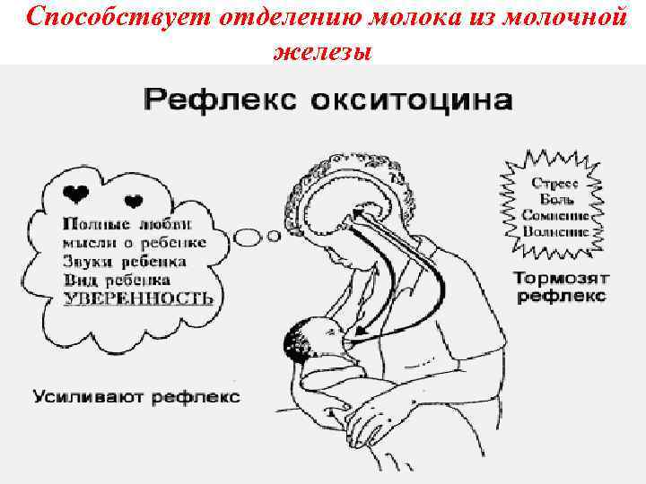 Влияет ли форма соска на кормление грудью? • Влияет ли форма соска на кормление грудью? •