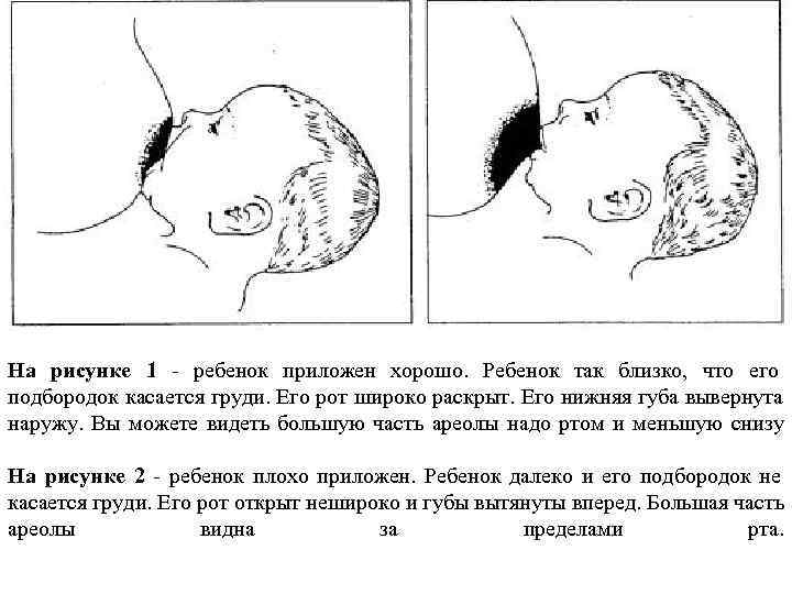 ПОЛОЖЕНИЯ ПРИ КОРМЛЕНИИ ЛЕЖА ПОЛОЖЕНИЯ ПРИ КОРМЛЕНИИ ЛЕЖА