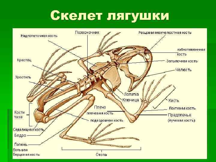 Скелет лягушки 