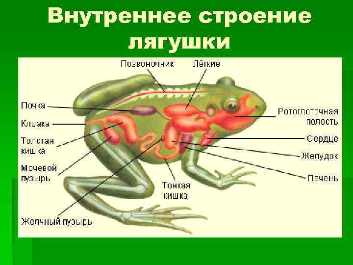 Внутреннее строение лягушки 